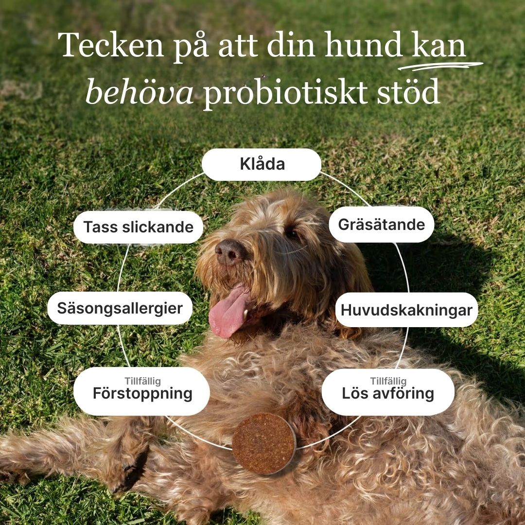 Probiotika - Mjuka tuggisar för mage och matsmältning